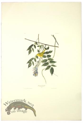Yellow-Poll Warbler